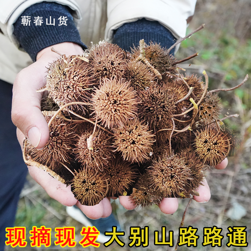 枫树果深山野生路路通枫香果中草药泡脚手工精选品质山货枫树球