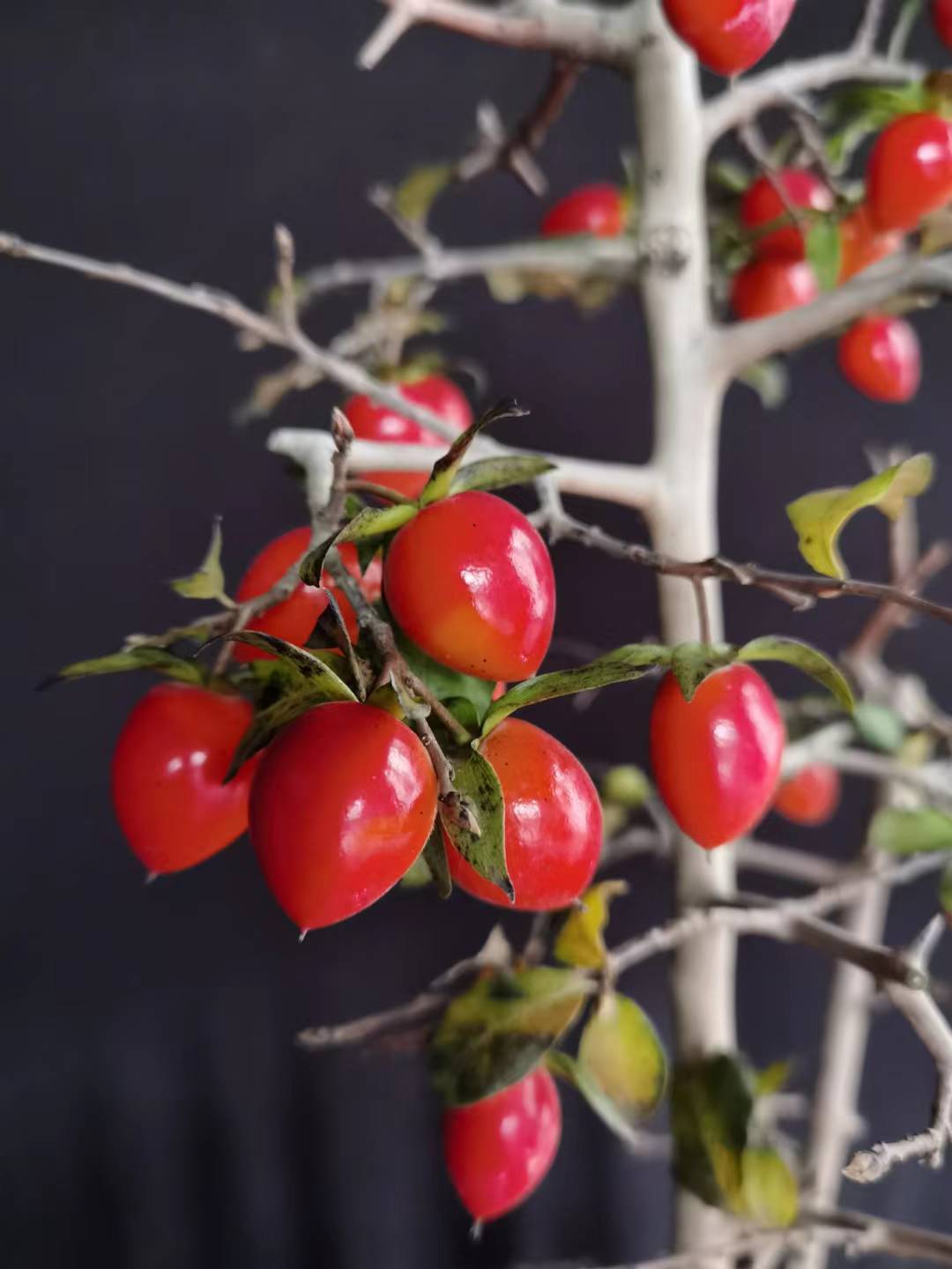 老鸦柿盆景老鸦柿品种