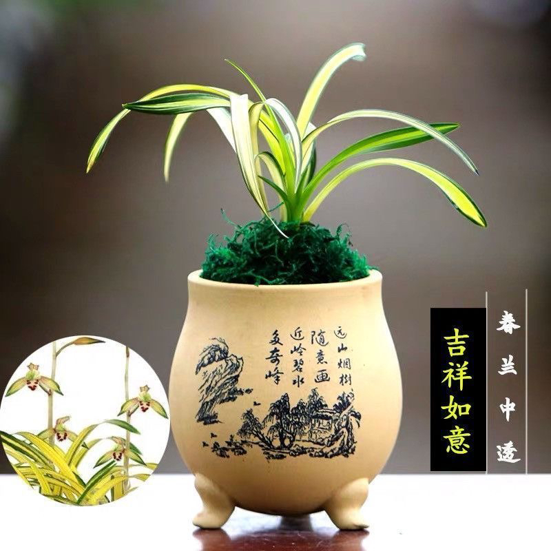 【春兰 中透 吉祥如意】原盆发货 3苗 高端植料 