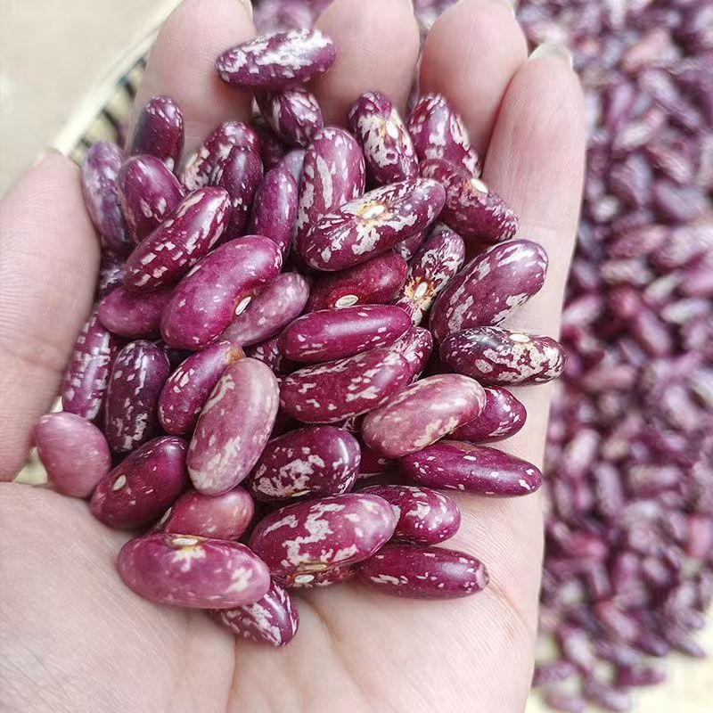 新花豆云南特产花豆四季豆酸菜豆