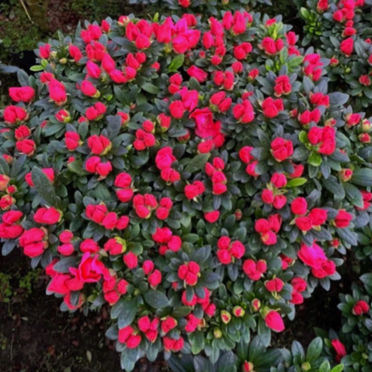 红宝石杜鹃花盆栽地栽四季常开常绿