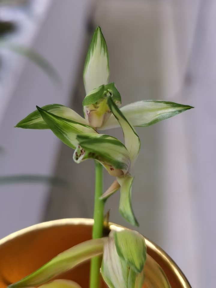 山中山兰苑国兰铭品兰草正品兰花栽培白色夏季春季红色兰花栽培