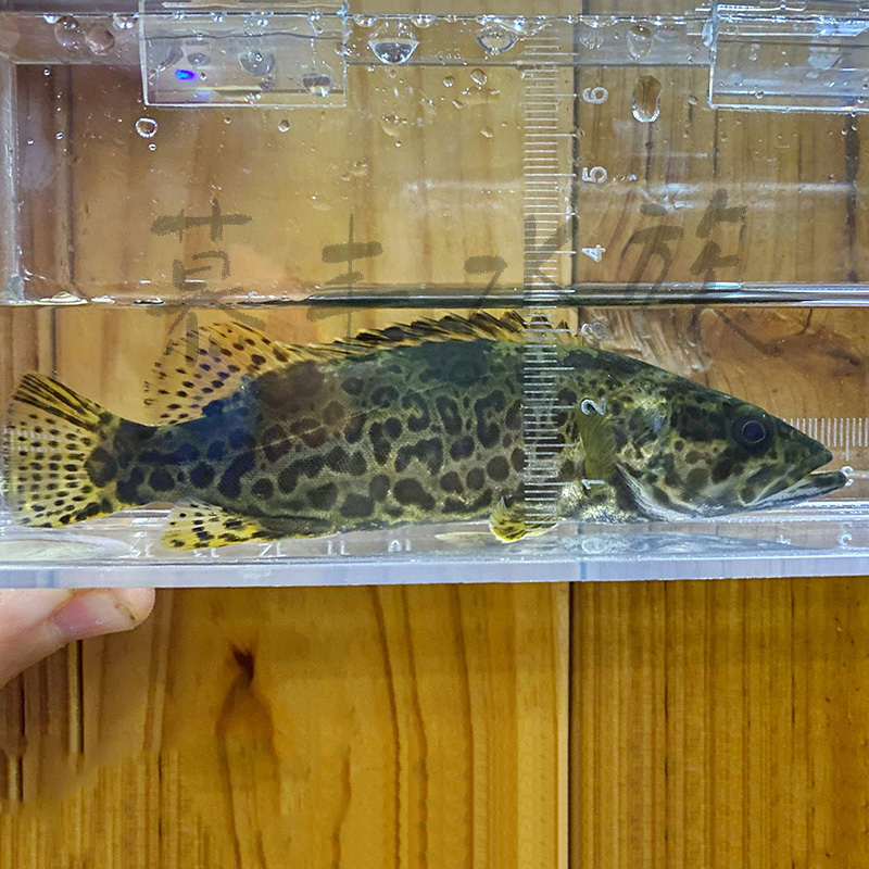 斑鳜鳜鱼桂鱼老虎鳜圆筒鳜活体原生观赏鱼淡水冷水鱼凶猛肉食鱼