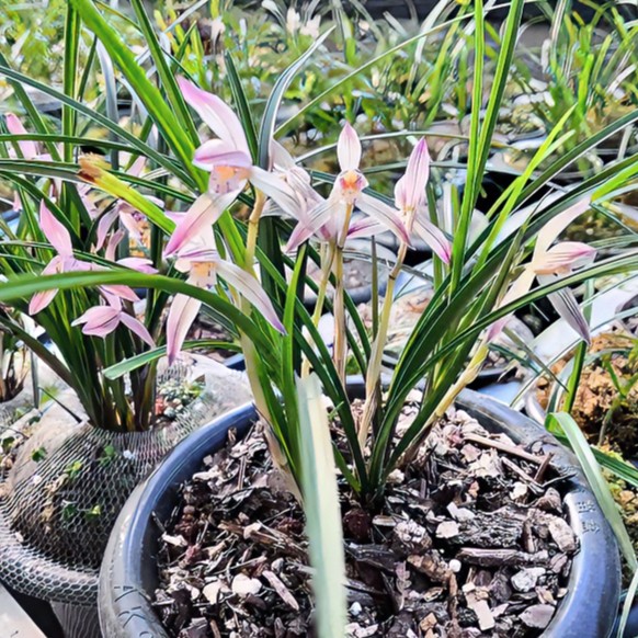 连瓣精品苗 拍草也直播草为准 