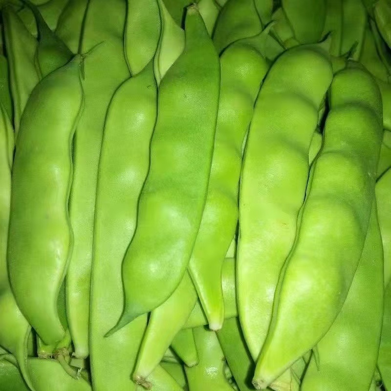 东北九月精品自种青油豆角三斤五斤顺丰包邮