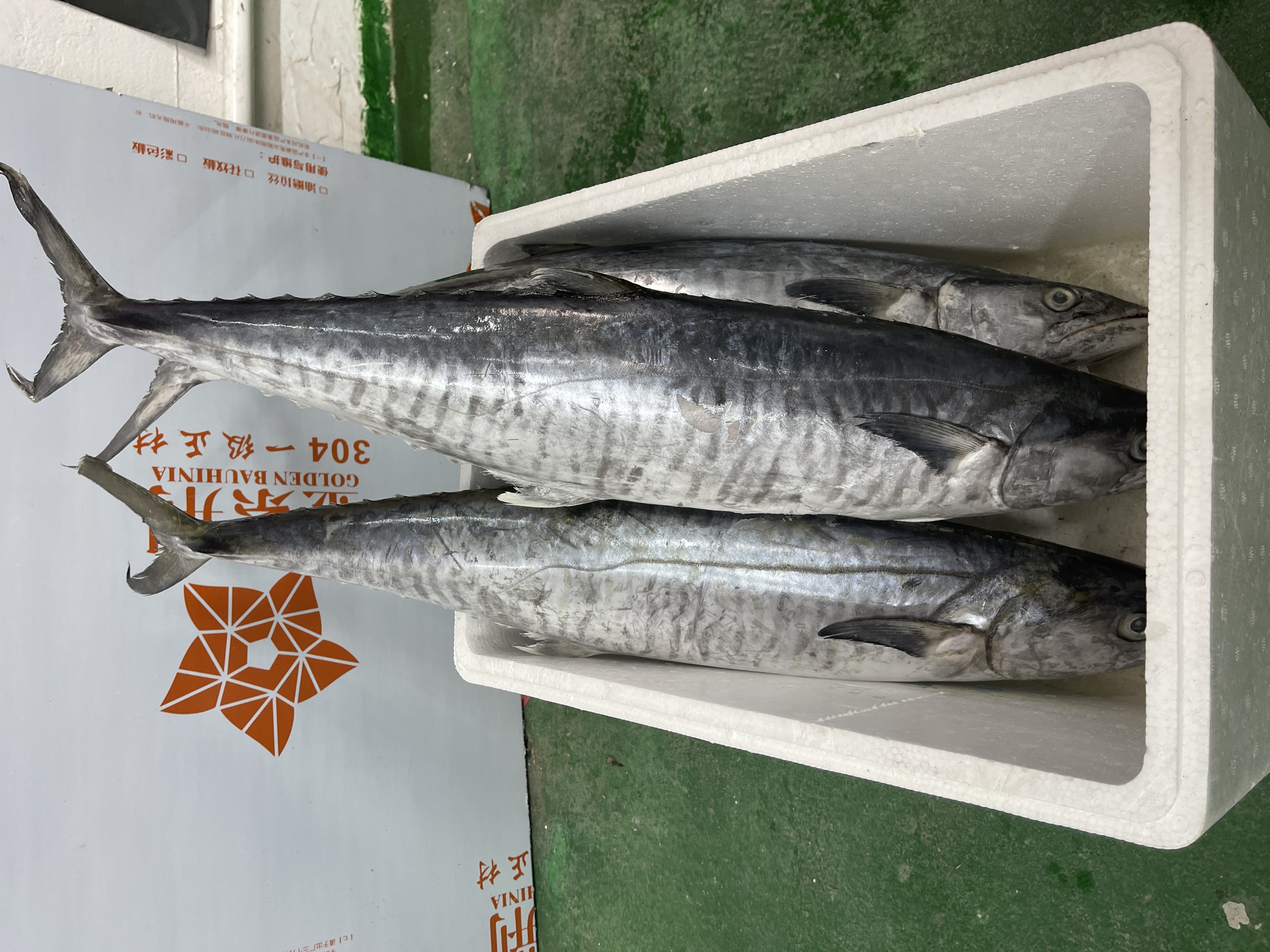 5斤正宗康氏马鲛鱼博贺港新鲜鲜活速冻深海海钓鲜嫩顺丰京东包邮