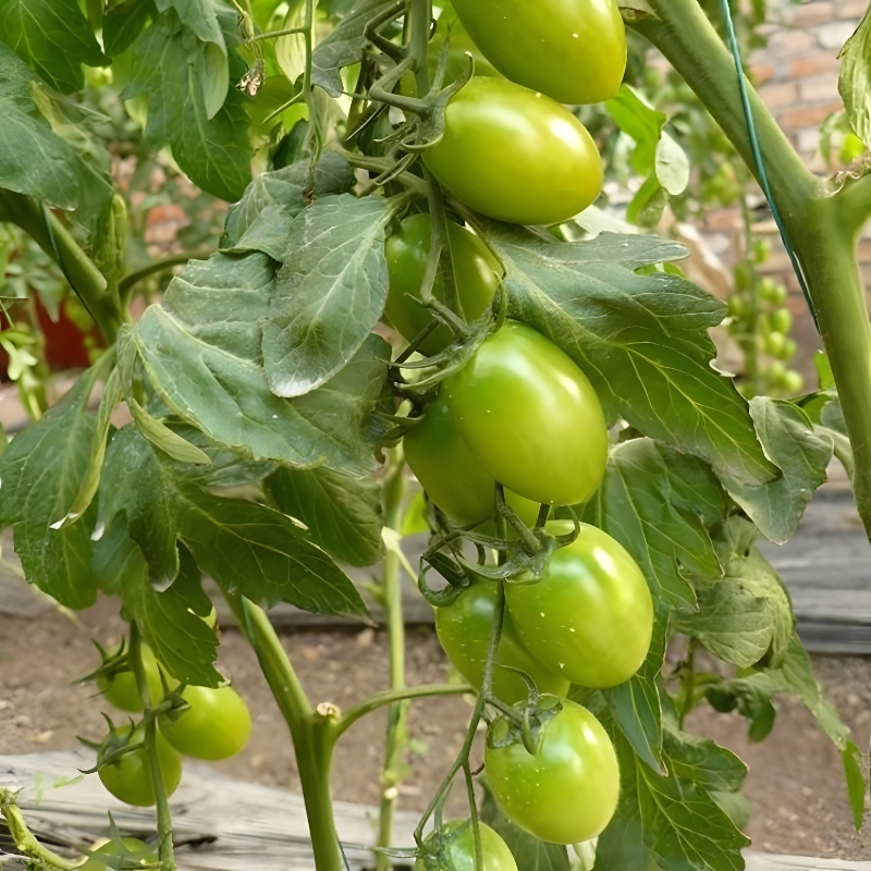 青口密番茄苗 高产春播西红柿苗黑色蔬菜苗秧苗阳台盆栽