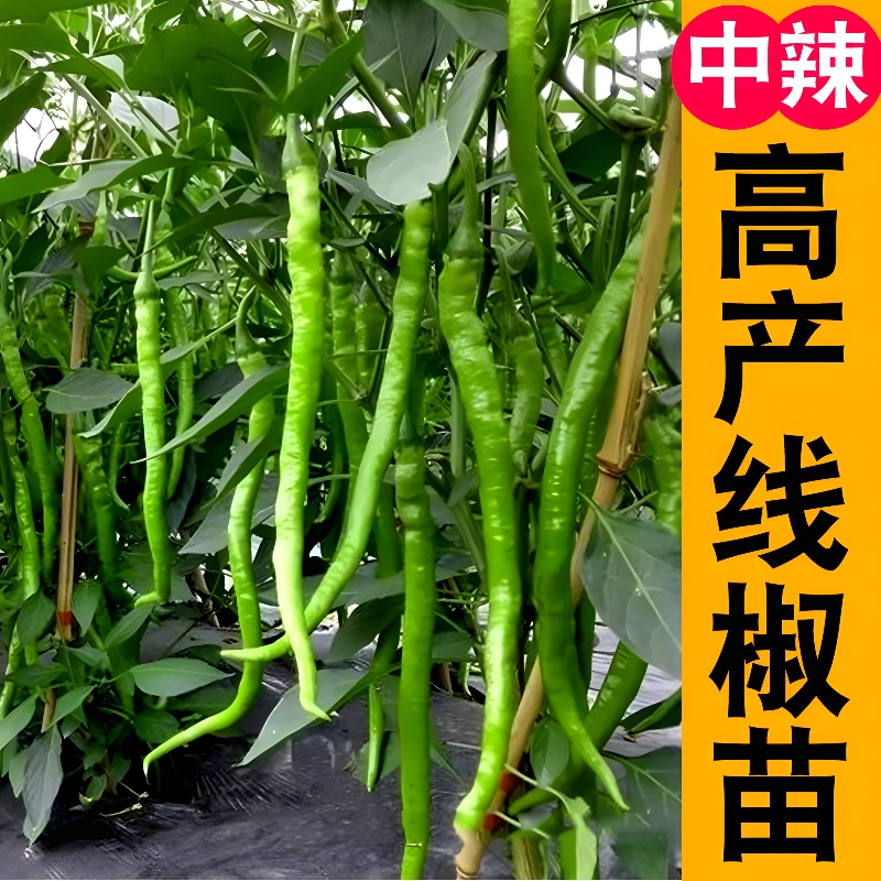 超长线椒秧苗高产农家四季种植辣椒苗阳台盆栽庭院种植
