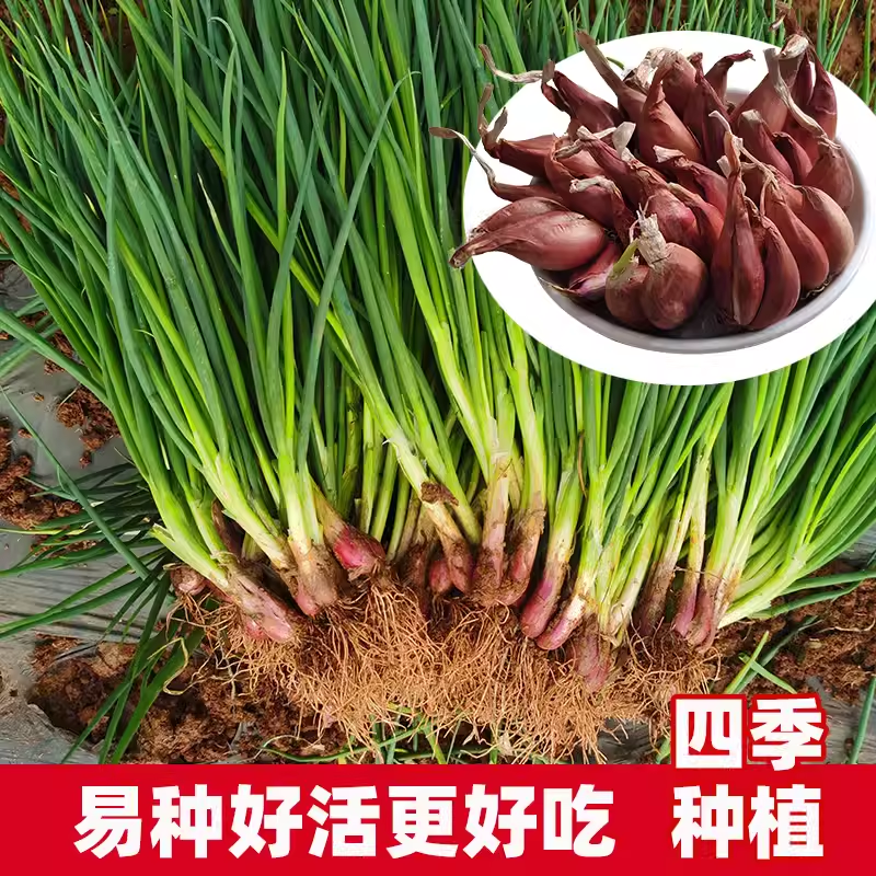 红火葱头 四季小香葱种头四川葱种种籽小葱头红葱本地火葱种
