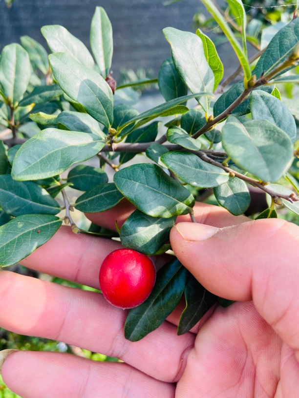 金弹子小面，金弹子嫁接苗，金弹子品种桩