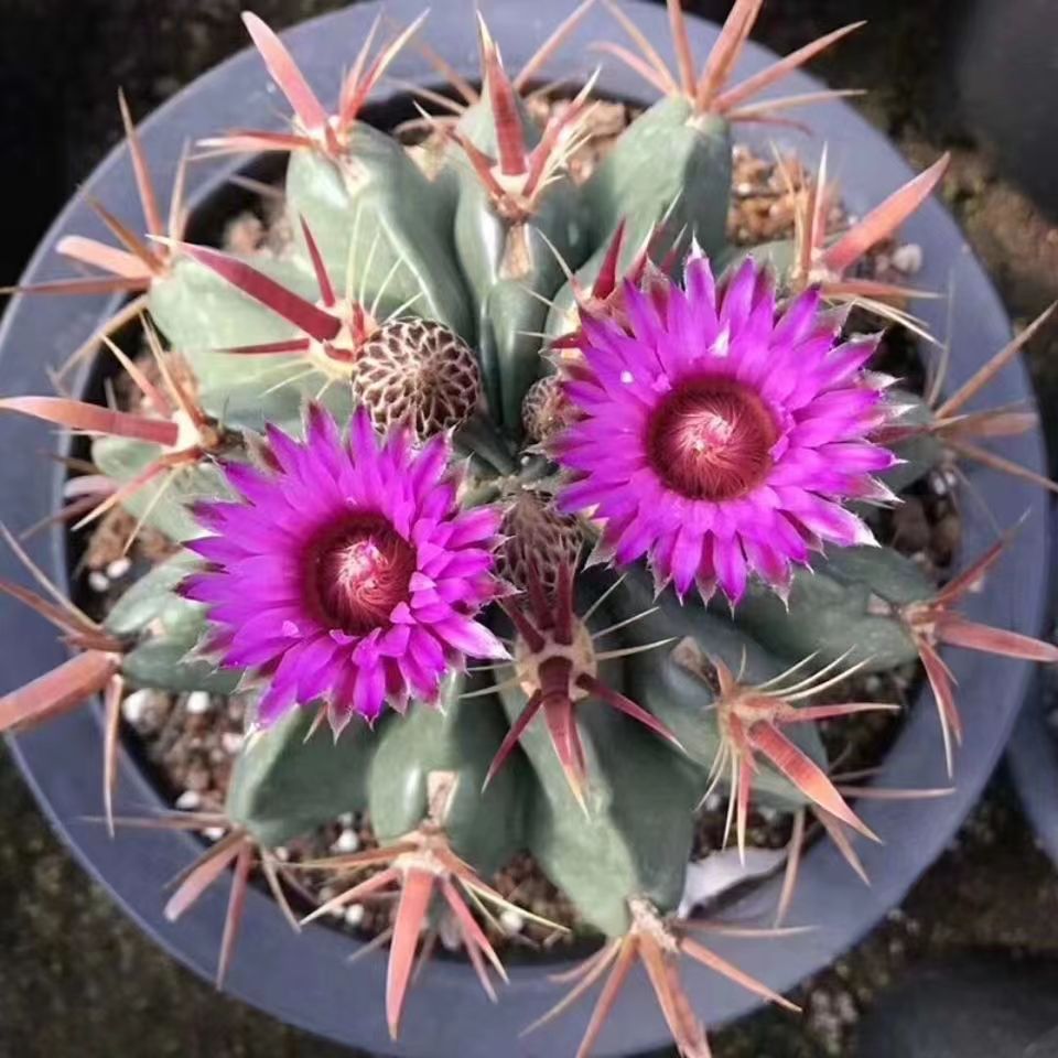 日出仙人球（满18包邮）