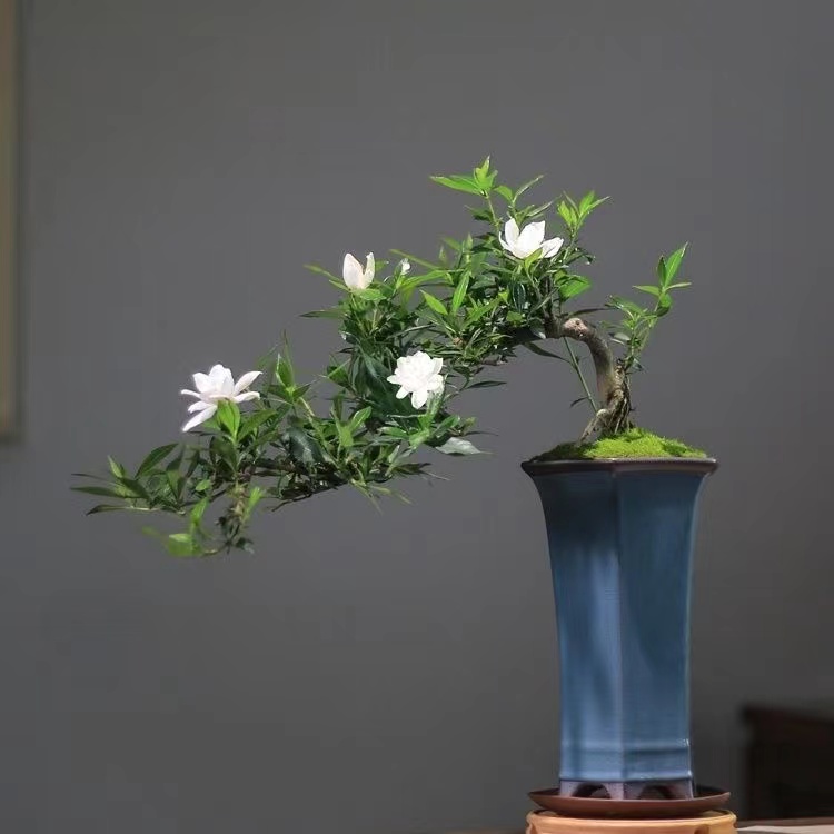 桩花卉植物室内室外绿植好养花卉【一物一拍】