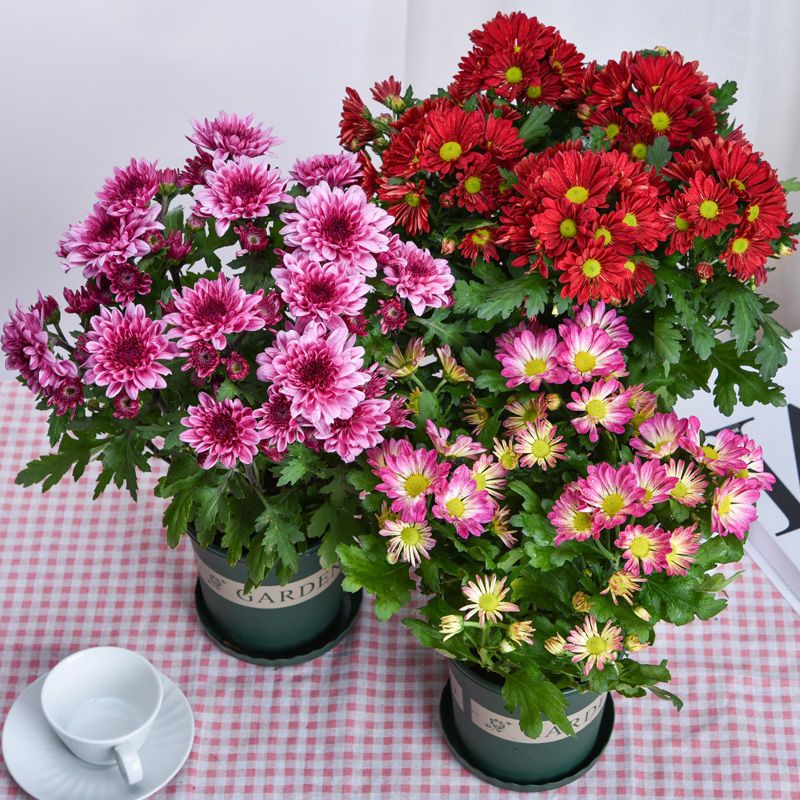 【小扬哥甄选】荷兰菊重瓣鲜花盆栽千头菊球菊四季开花带花苞庭院