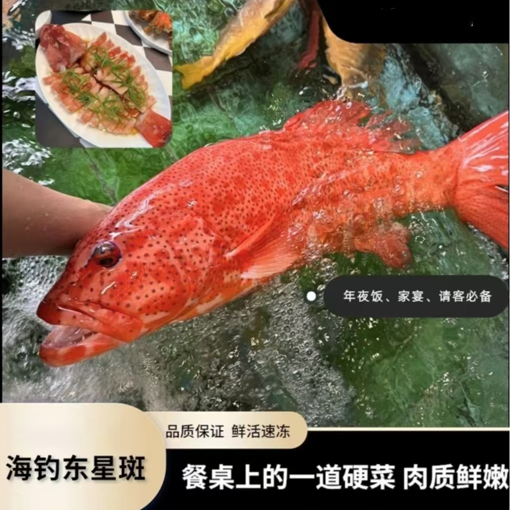 东星斑4两-6斤/条 深海石斑鱼 品质保证 鲜活急冻