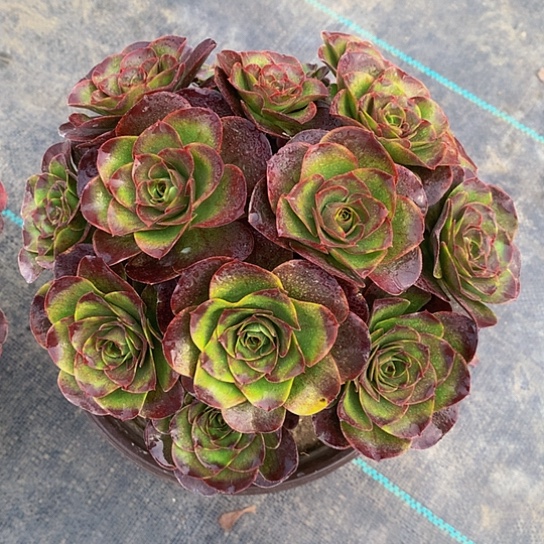 法师图片多肉植物