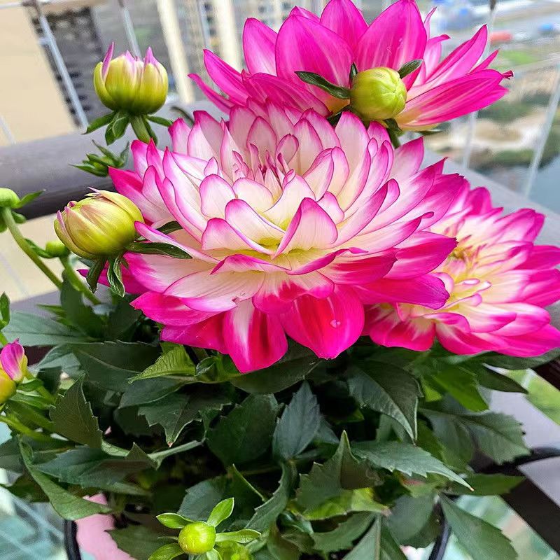 重瓣大丽花盆栽大花型花卉四季开花室内阳台庭院观花植物带花花苞
