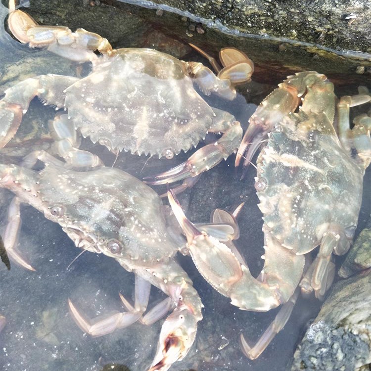 公母花盖蟹4斤26-32只左右【不保活】0.9-1.1两/只嫌小勿拍缺腿正常