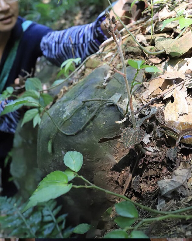 种植 下山奇花艺草，