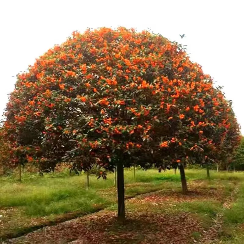 无品牌桂花树 丹桂 金桂 八月桂 庭院别墅绿植金黄色金黄色栽培