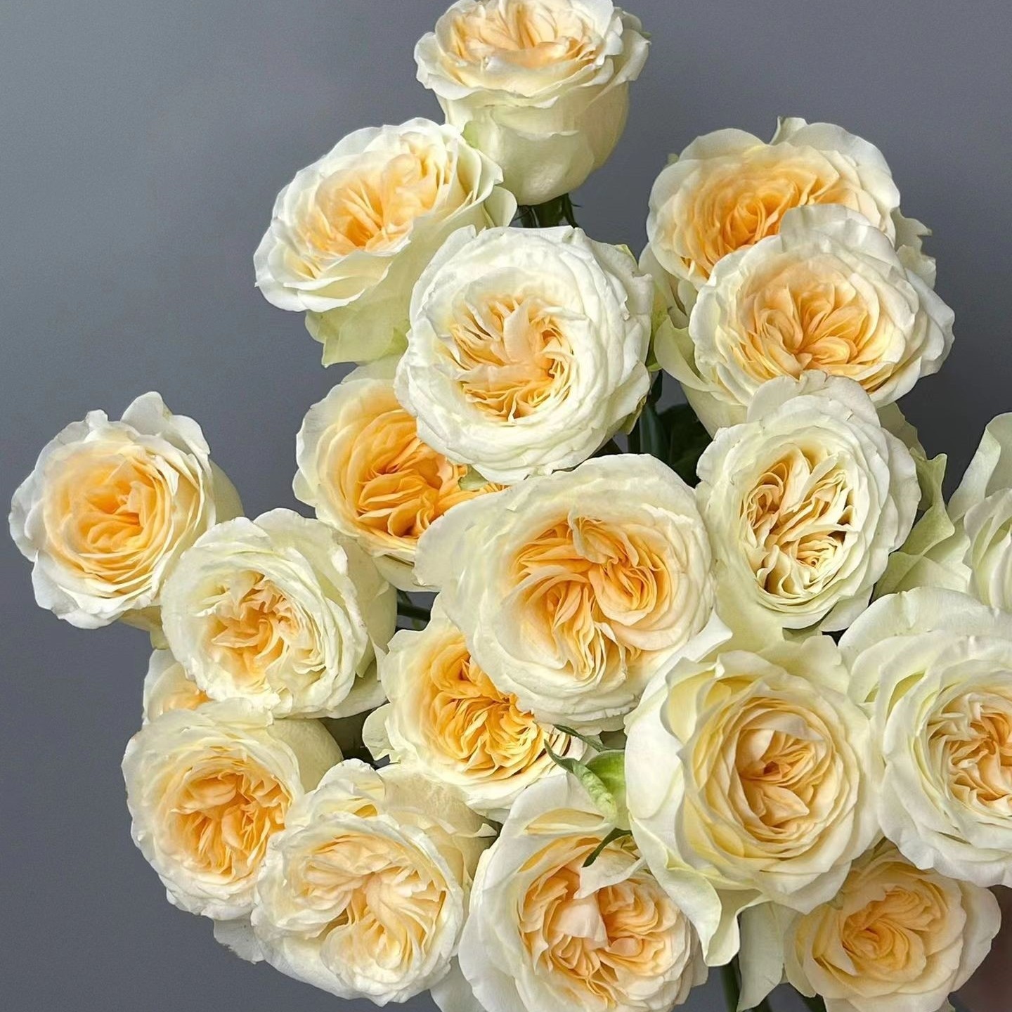 【同价位可拼单】 奶油杯玫瑰 单头玫瑰 店铺现货包邮 鲜花鲜切花