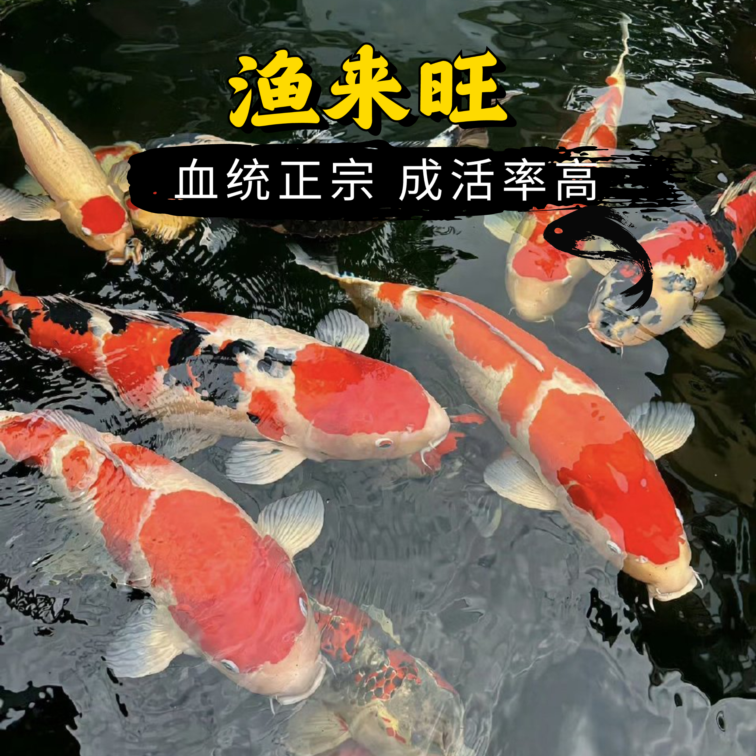 20-23公分2条混色【包邮包损】日本纯种红白三色黄金招财观赏鱼活体