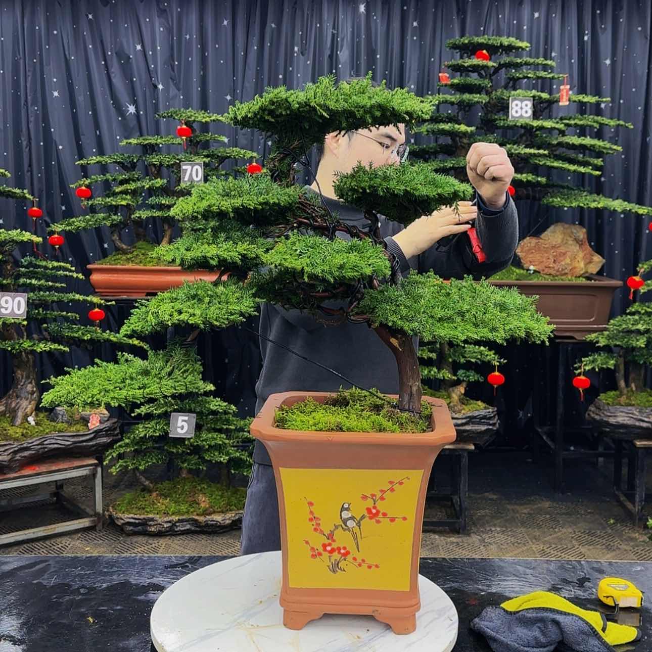 【闪购商品】高端盆景