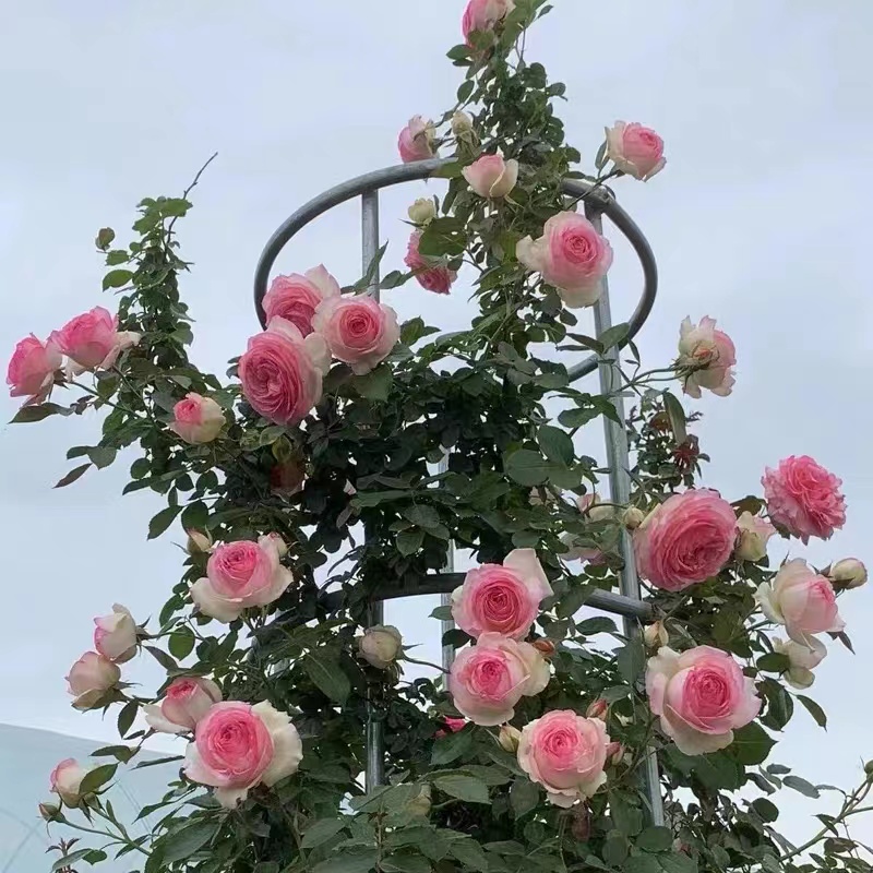 【顺丰包邮】粉龙月季四季开花勤花抗病耐热浓香大花欧月