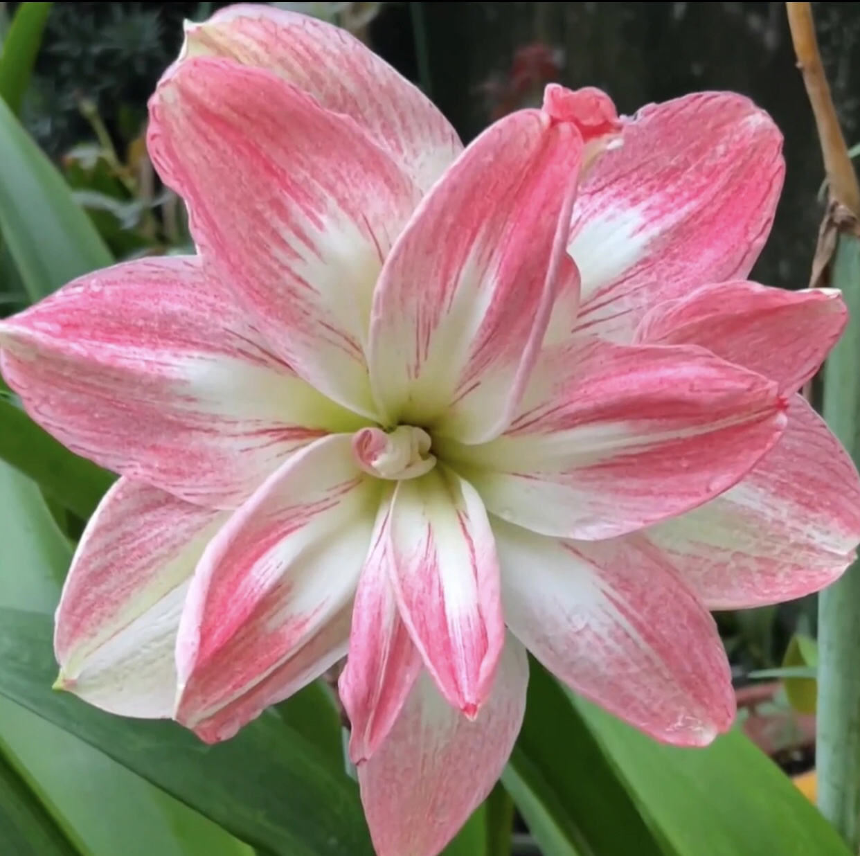 【猛犸象】朱顶红 包对版 不包养护