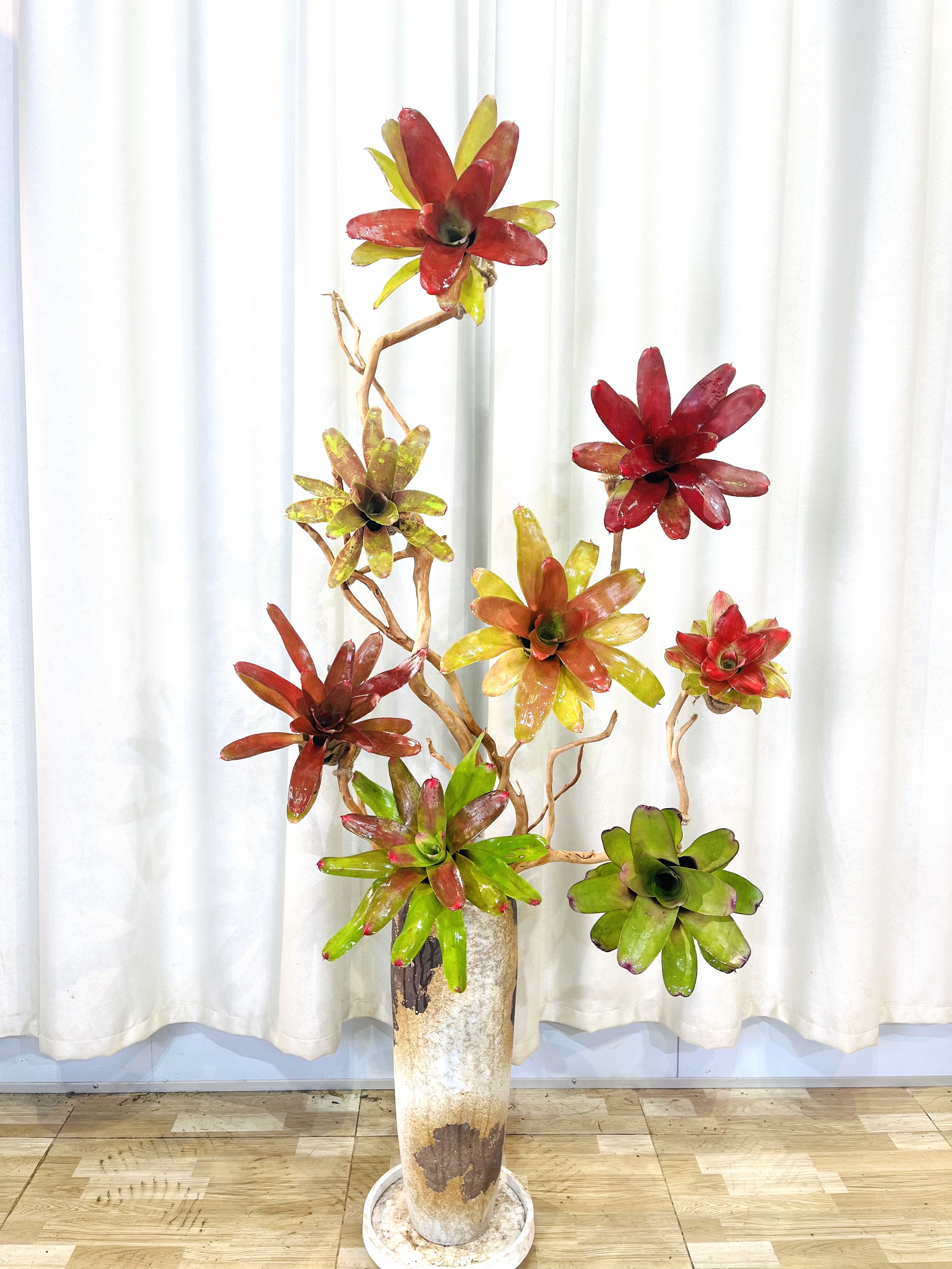 中落地款积水凤梨高端设计盆栽（图片仅供参考实物以在直播间为主）