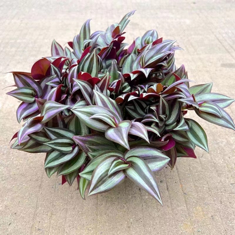 紫叶吊竹梅阳台小院绿植紫色系净化空气四季常青