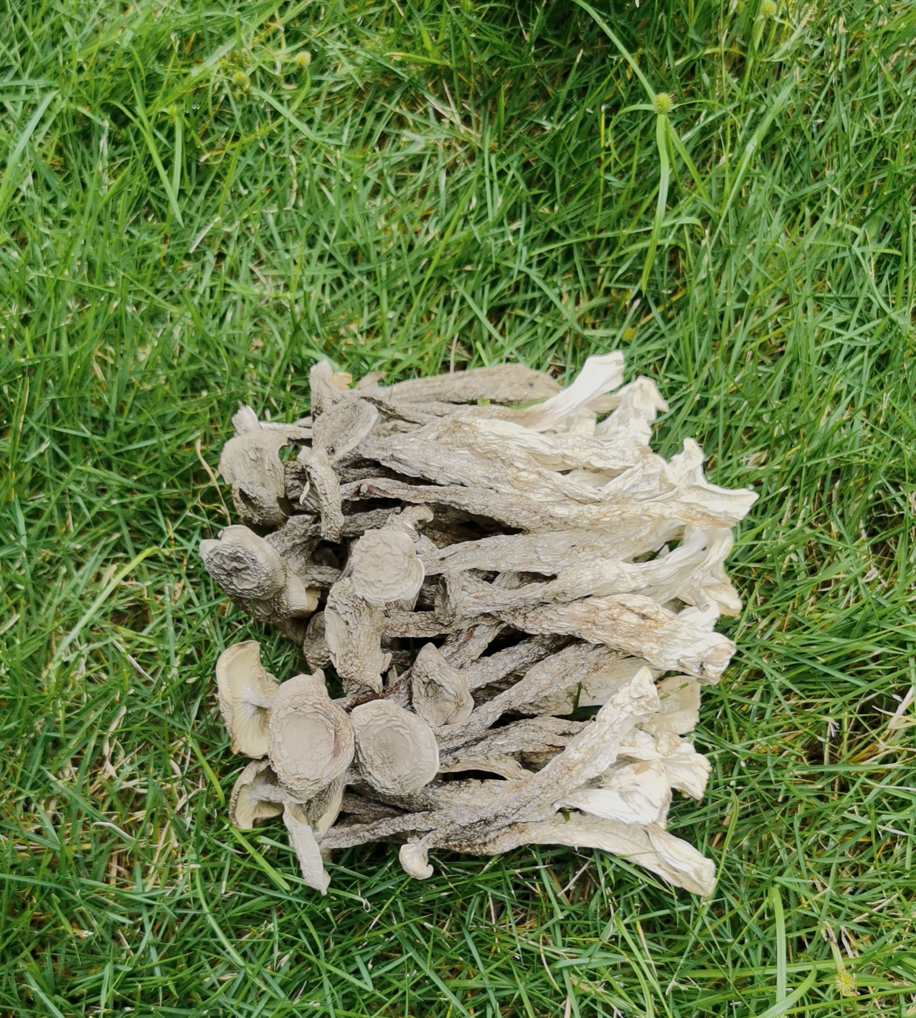 中胖条鹿茸菇干货好食材