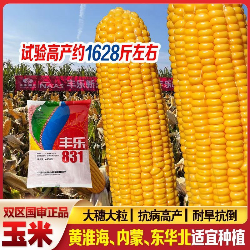 双区国审高产玉米种子矮杆大棒白轴苞谷苞米种子丰乐831北方种植