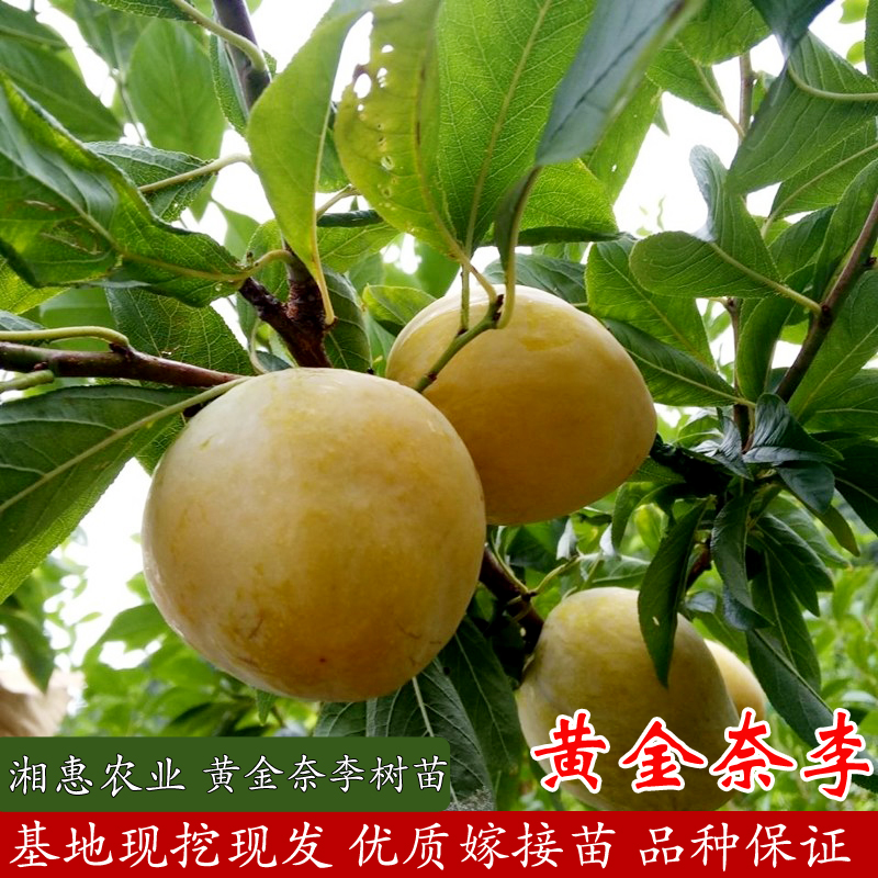 湘农恒【黄金奈李果树苗】裸根苗 现挖现发 品种保对版