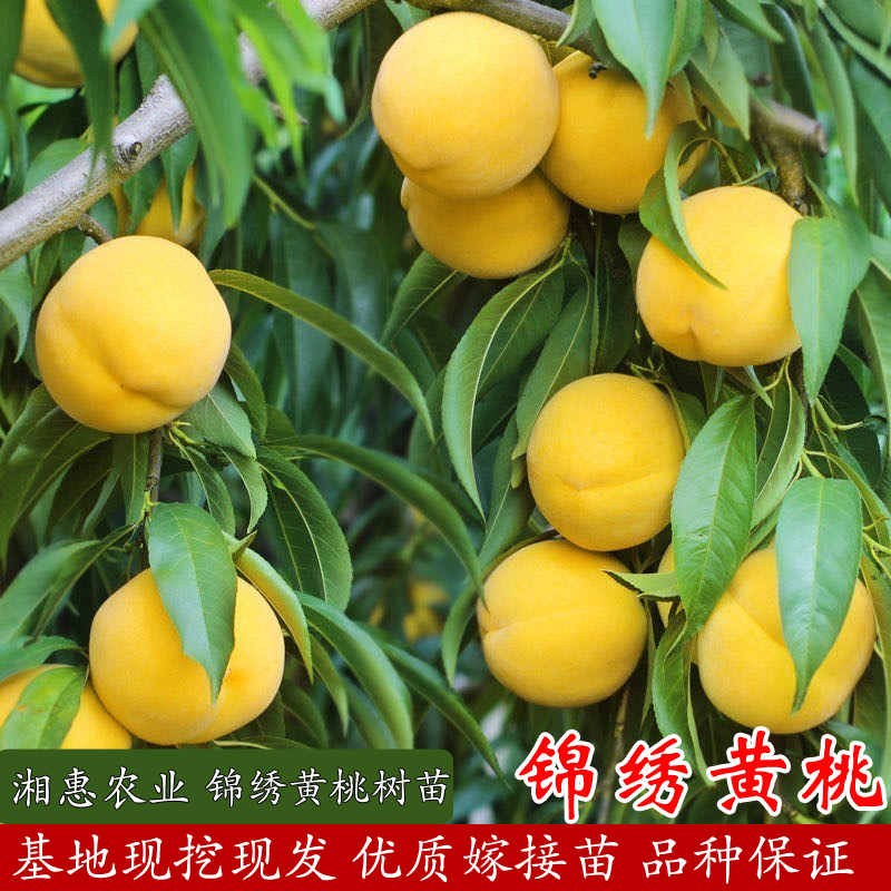 优质【嫁接锦绣黄桃】 0.6 公分起苗 现挖现发品种保对版