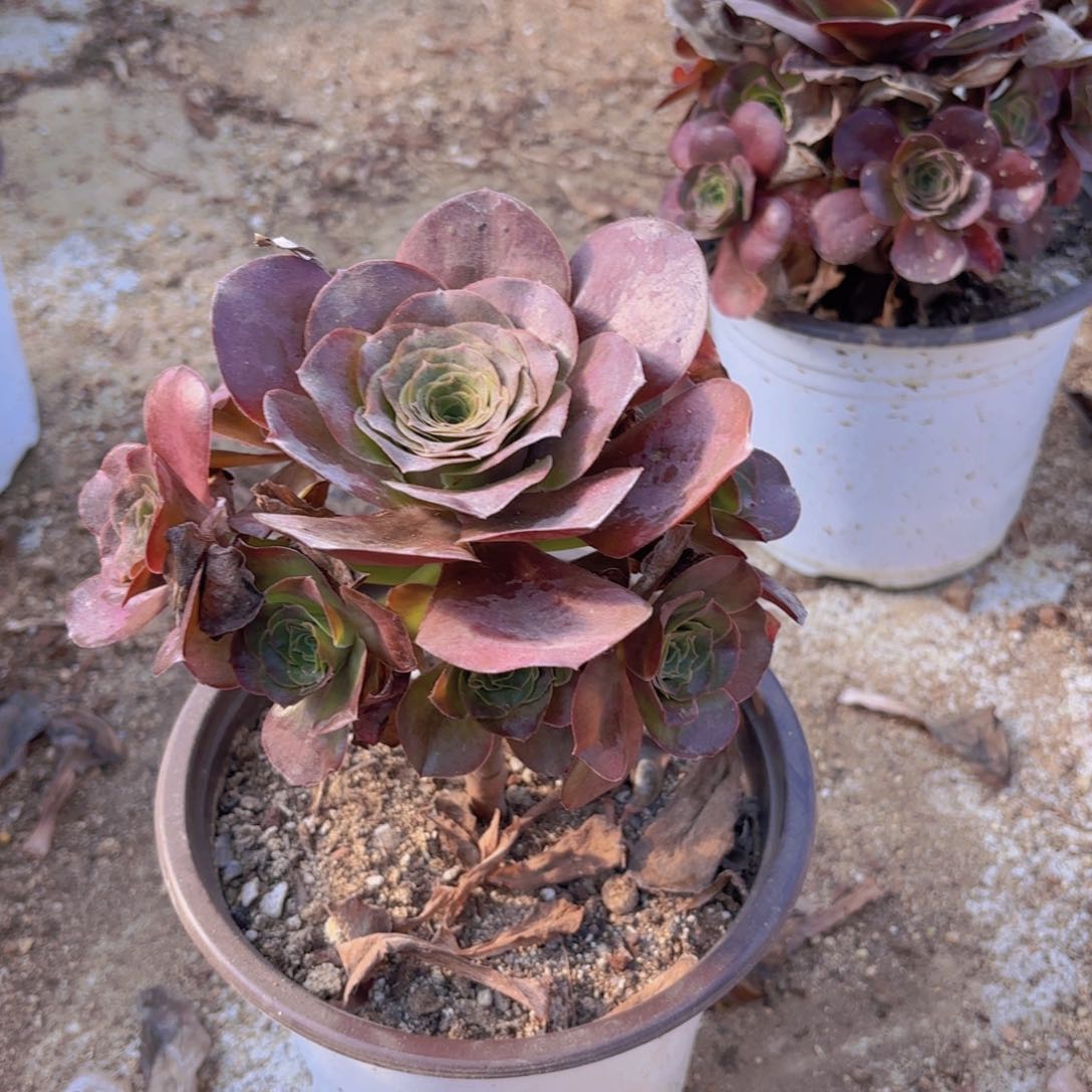 魅金手捧多肉植物韬强园艺量