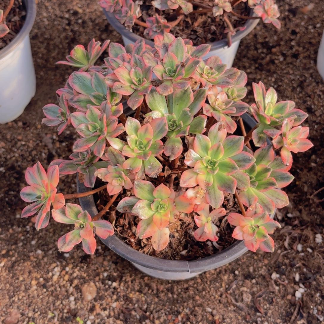 甜茶多肉植物韬强园艺