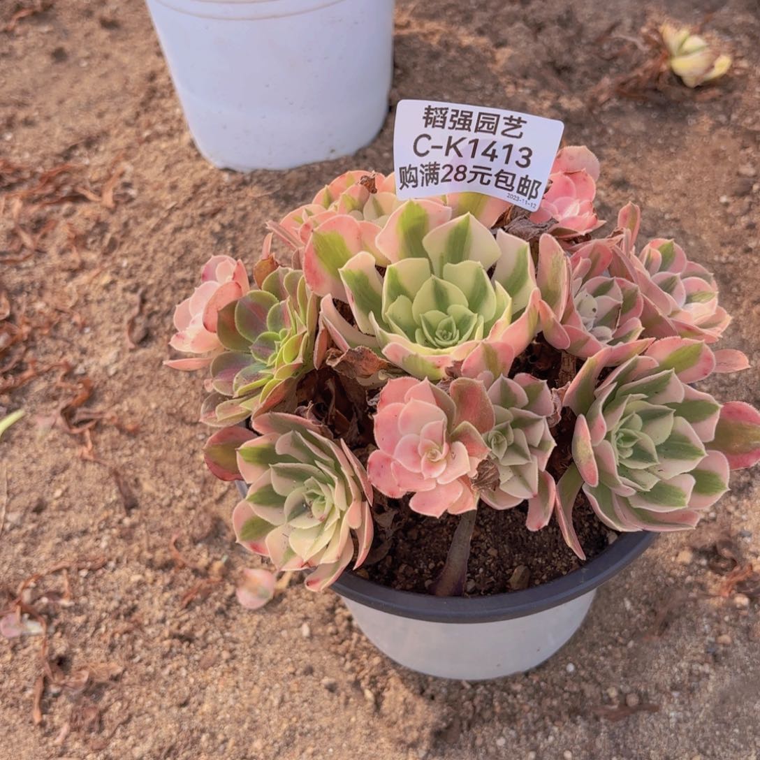 女巫多肉植物1413