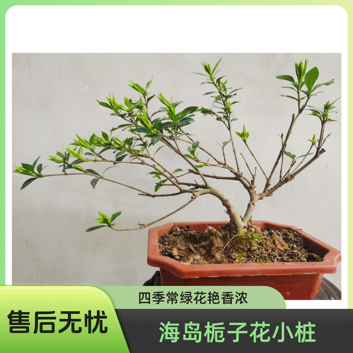 海岛小叶栀子花小老桩四季常绿重瓣花型室内绿植办公室阳台浓香