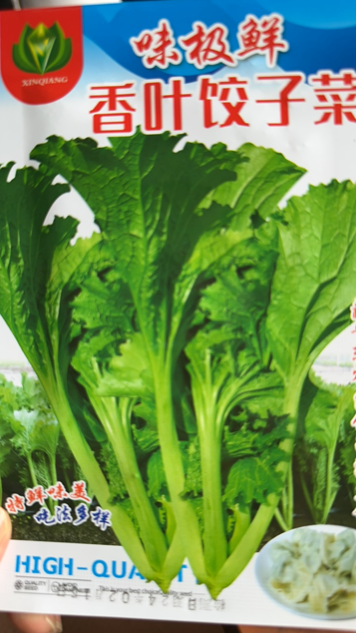 饺子菜种子500粒