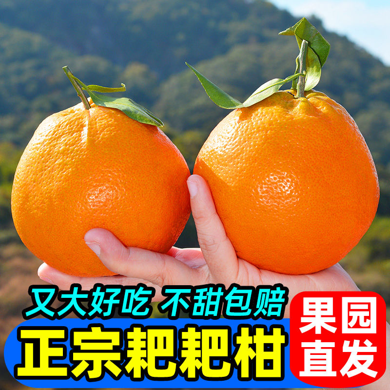 四川春见耙耙柑子柑橘子爆汁清甜爽口细腻桔子大果甜新鲜水果当季