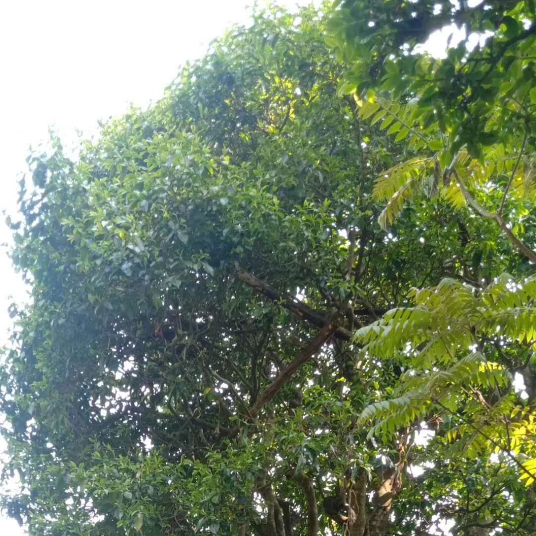 2025单株古树白茶（贡眉）