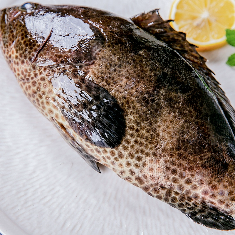 江苏赣榆发货/鲜石斑鱼/龙胆石斑/老虎斑