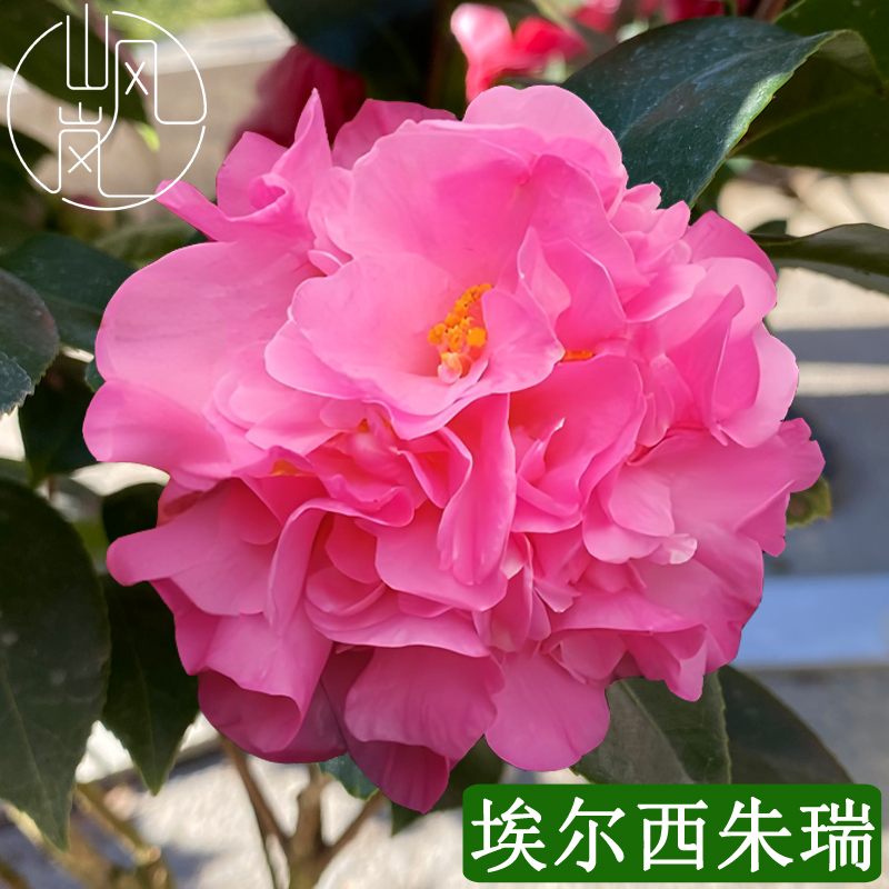【埃尔西朱瑞】正品山茶花树苗花卉盆栽名贵品种带花苞好养易活植物