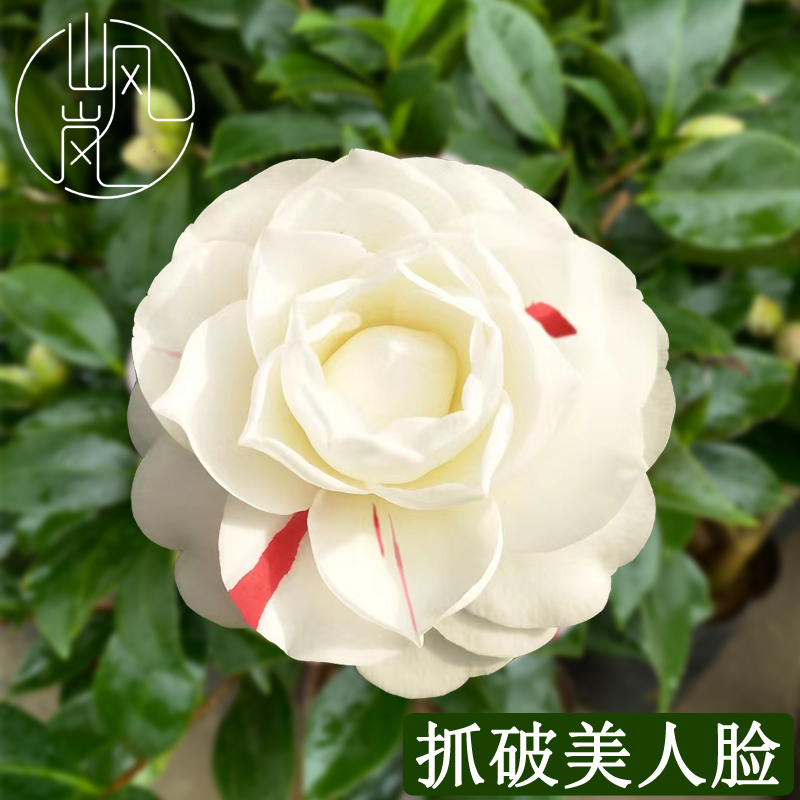 【抓破美人脸】正品山茶花树苗花卉盆栽名贵品种带花苞绿植好养植物
