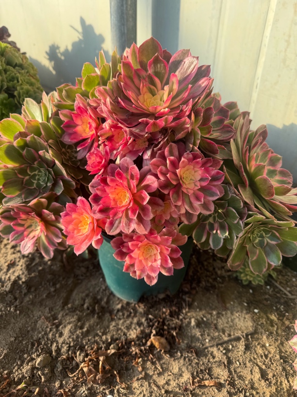 平凡花卉多肉多肉植物多肉盆栽冬季保温链接不是花花一箱一拍