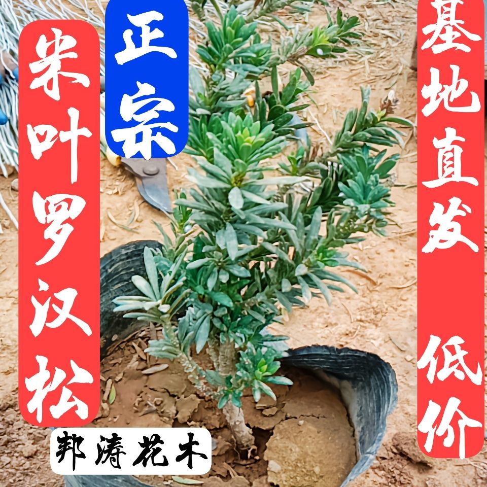 正宗米叶罗汉松室内外庭院阳台客厅盆景素材树苗基地直发养殖生长
