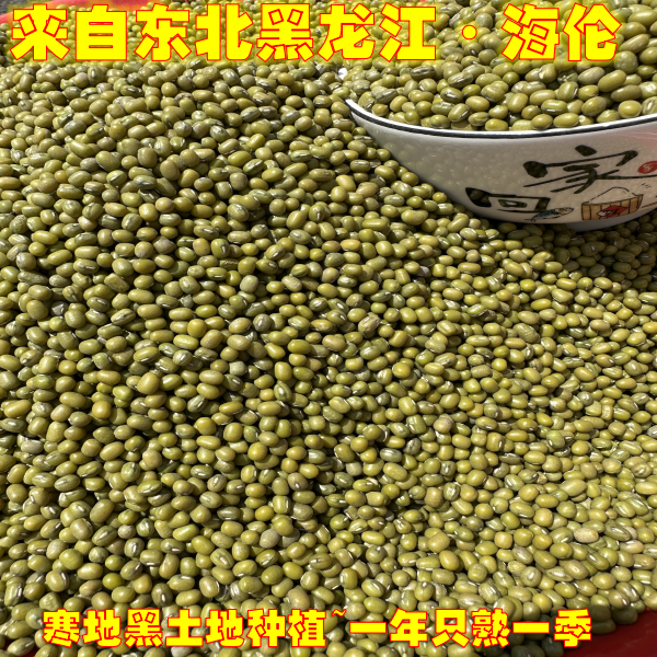 2024东北绿豆新鲜农家绿豆糕绿豆汤绿豆芽绿豆粥绿豆沙黑土地种植