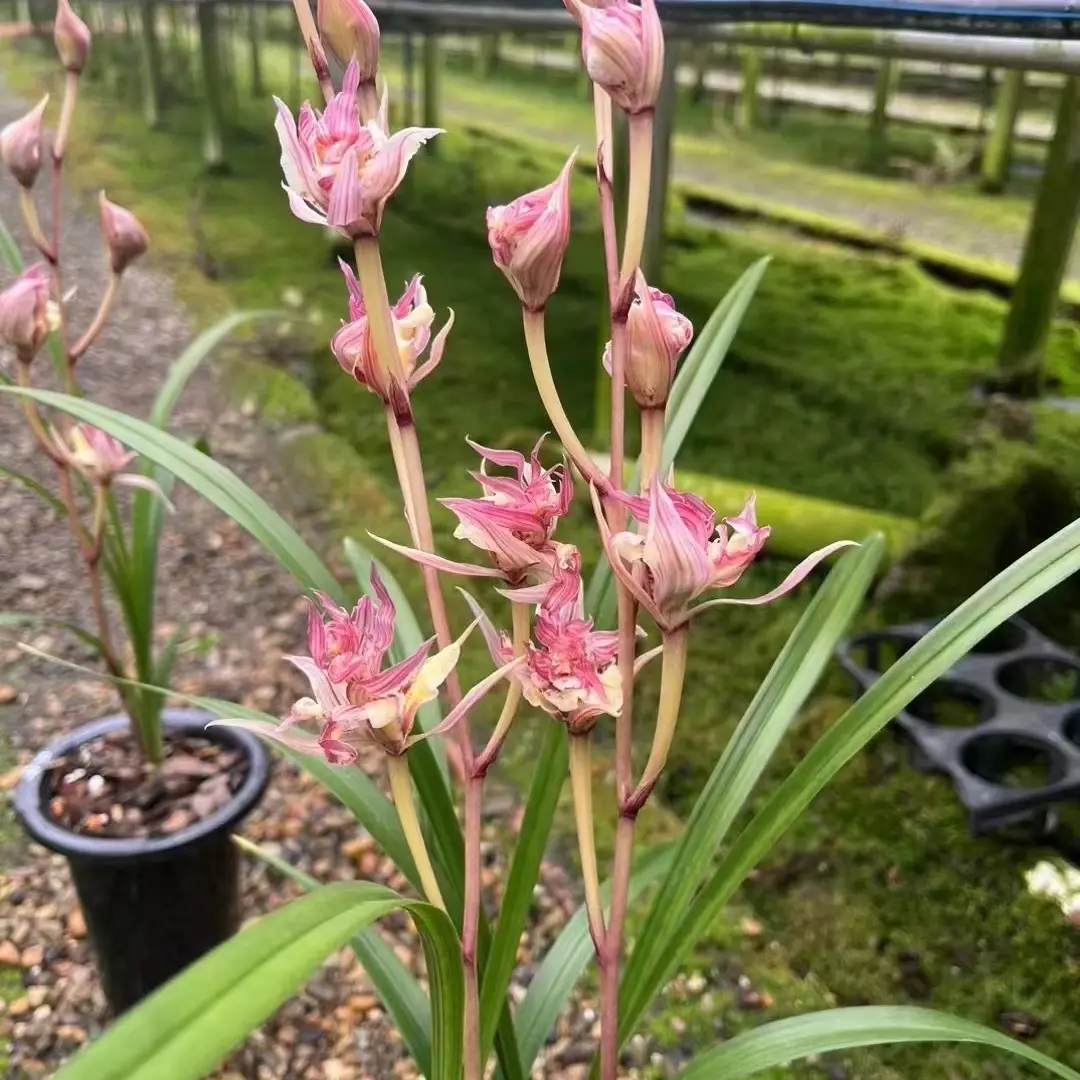 寒兰兰花富贵临门奇花美丽粉红色花卉