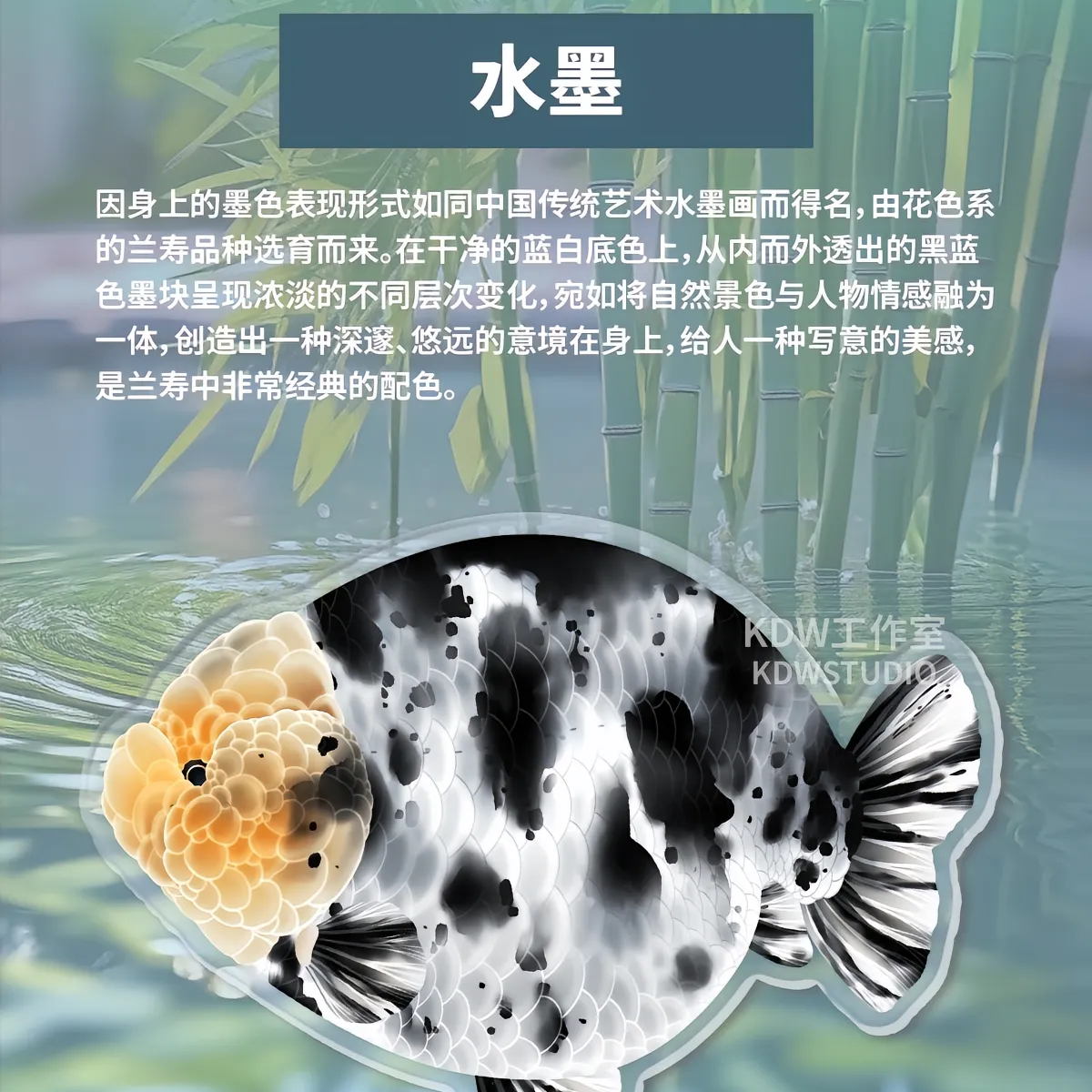 兰寿泰狮  金鱼马印灯拍摄  2mm-200mm 601-699
