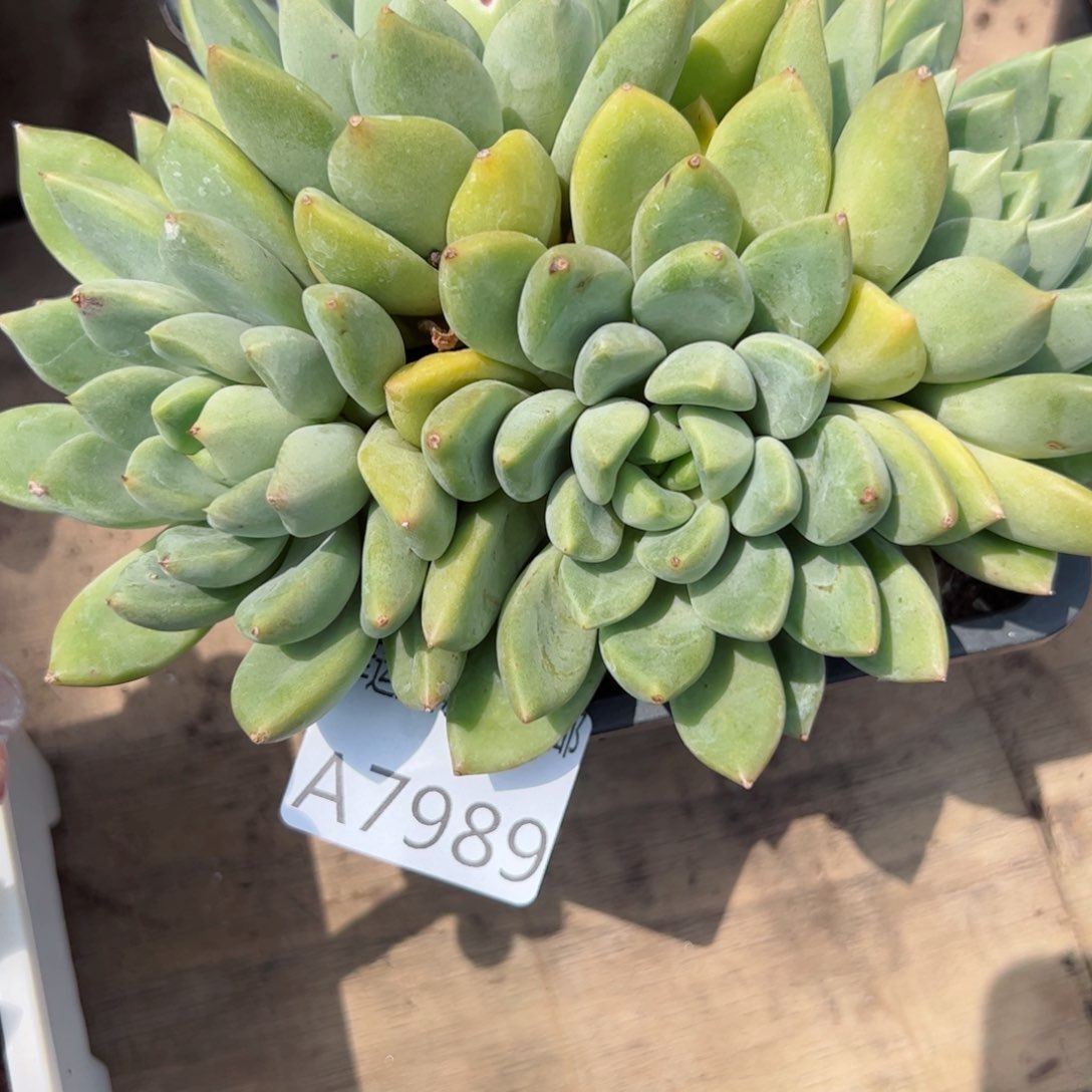 幸运颜色白色黑色的黑色